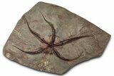 Huge, Ordovician Brittle Star (Ophiura) Fossil - Morocco #359145-1